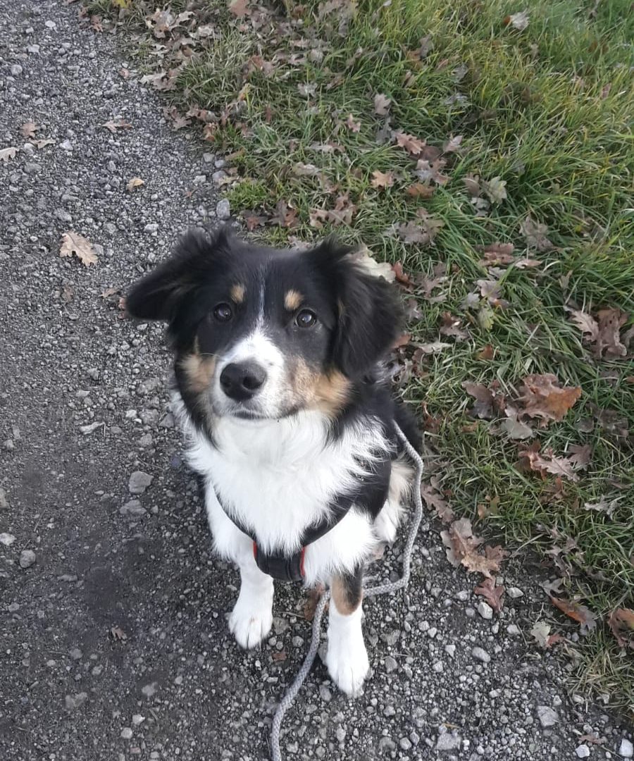 Zuhause gesucht