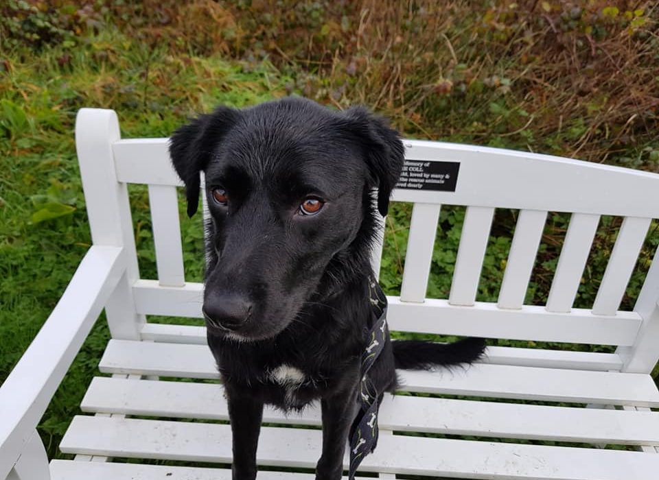 Vom Rescue Hund zum Schulhund