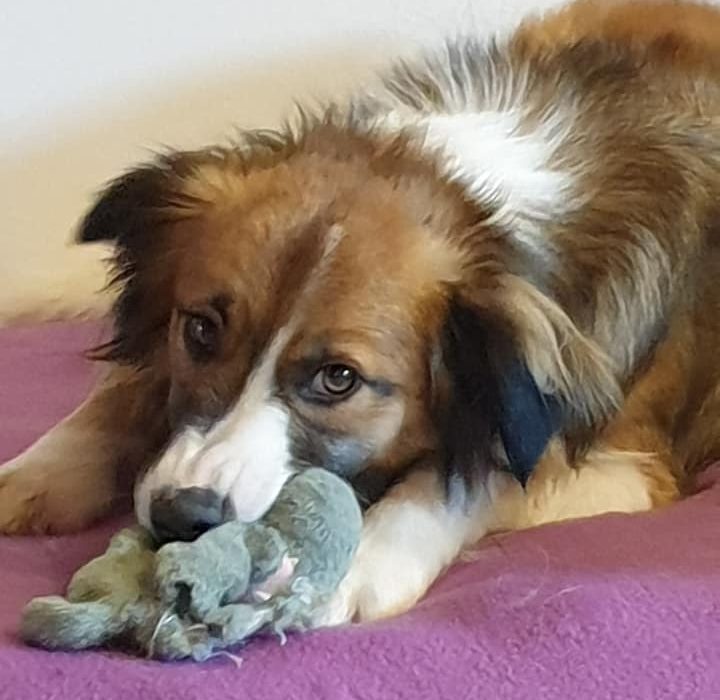 Petal ist VERMITTELT